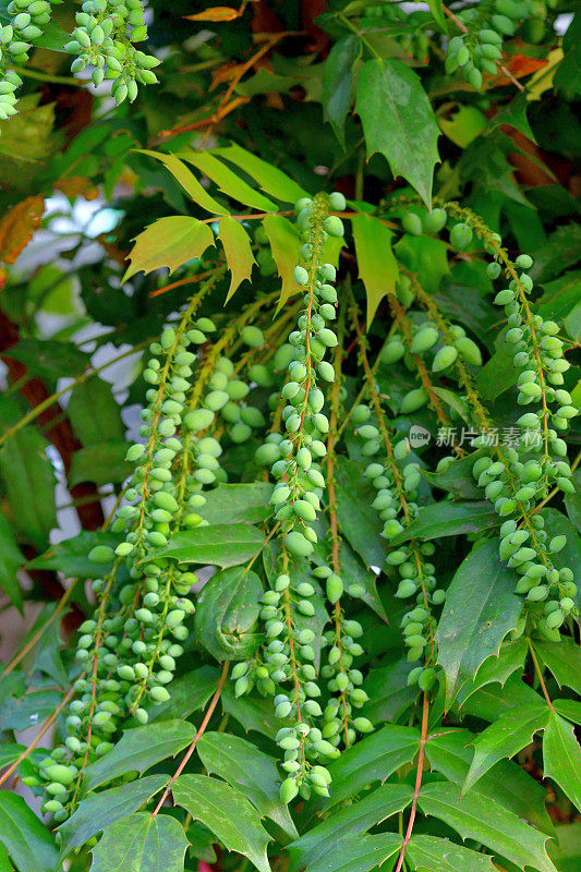 Mahonia japonica / Berberis japonica / Oregon葡萄冬青